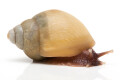 Lissachatina zanzibarica typ 3 albino shell juvenil, 3cm